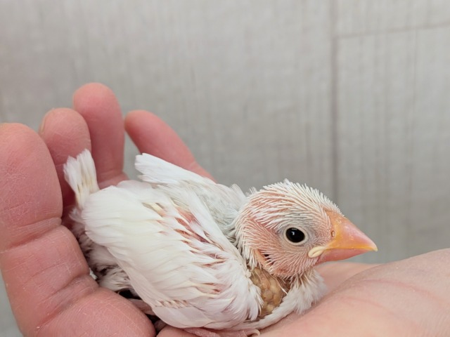 オセロカラー⚫️⚪️文鳥ヒナさん達が来ました〜 白文鳥、桜文鳥