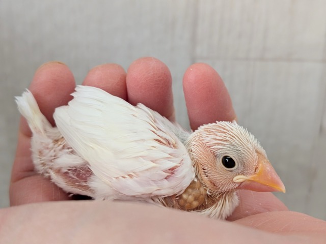 オセロカラー⚫️⚪️文鳥ヒナさん達が来ました〜 白文鳥、桜文鳥