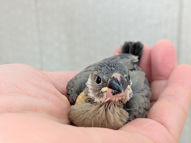 オセロカラー⚫️⚪️文鳥ヒナさん達が来ました〜 白文鳥、桜文鳥