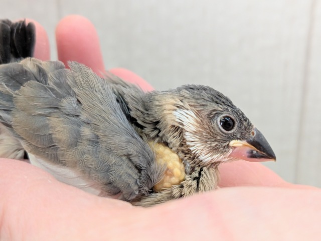 オセロカラー⚫️⚪️文鳥ヒナさん達が来ました〜 白文鳥、桜文鳥