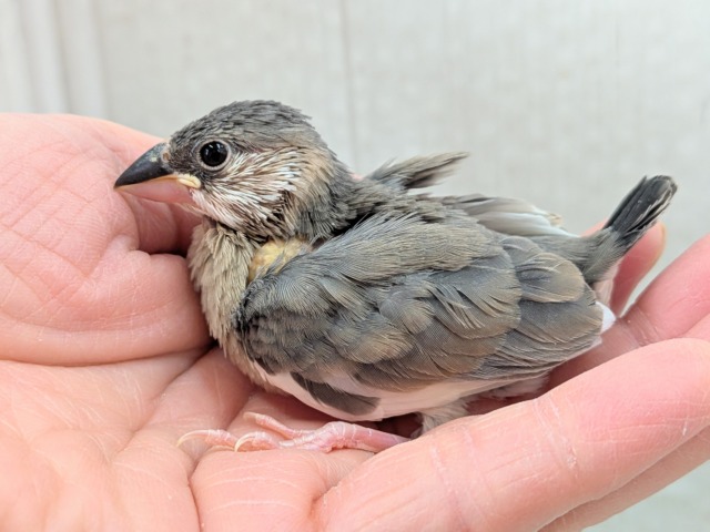 オセロカラー⚫️⚪️文鳥ヒナさん達が来ました〜 白文鳥、桜文鳥