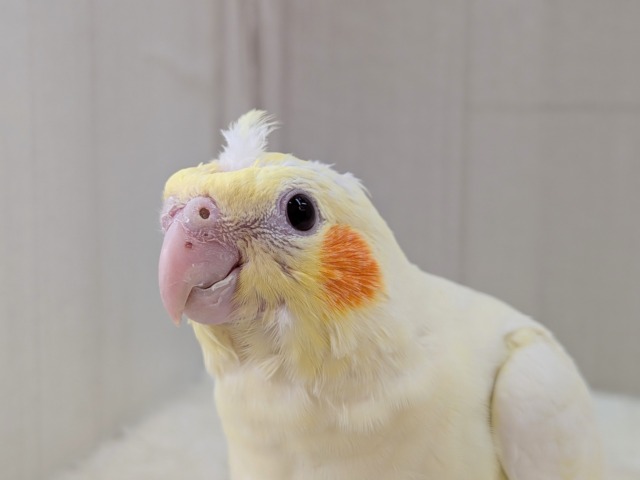 オカメインコ
