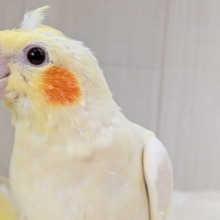最新画像有ります❗️ぴっちぴちのおハゲちゃん💕オカメインコルチノー‼️