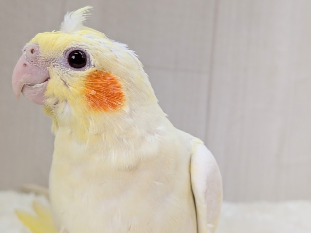 最新画像有ります❗️ぴっちぴちのおハゲちゃん💕オカメインコルチノー‼️
