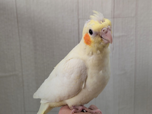 オカメインコ