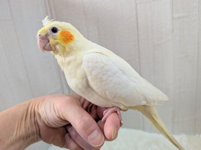 オカメインコ