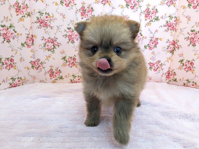ポメラニアン