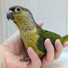 最新画像有ります❗️優しく見守ってくださいな💚💛ワキコガネウロコインコ‼️