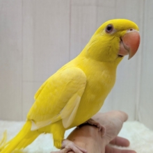 最新画像有ります😊本店久々入舎‼️イエローに輝く✨ワカケホンセイインコ（ルチノー）❤️