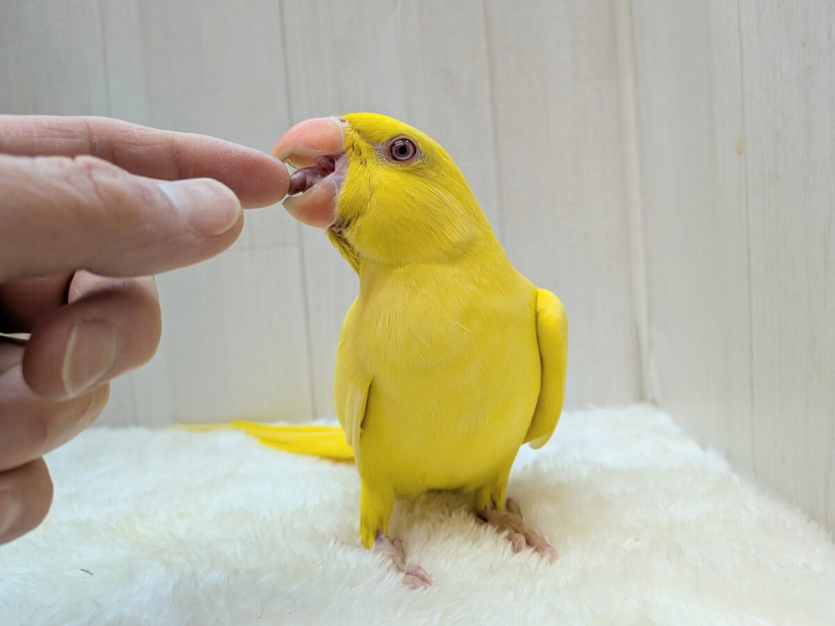 ワカケホンセイインコ（月の輪インコ）