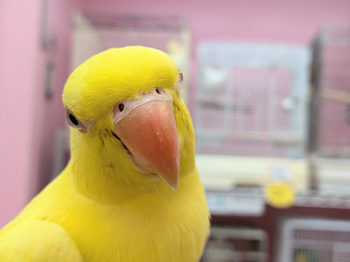 ワカケホンセイインコ（月の輪インコ）