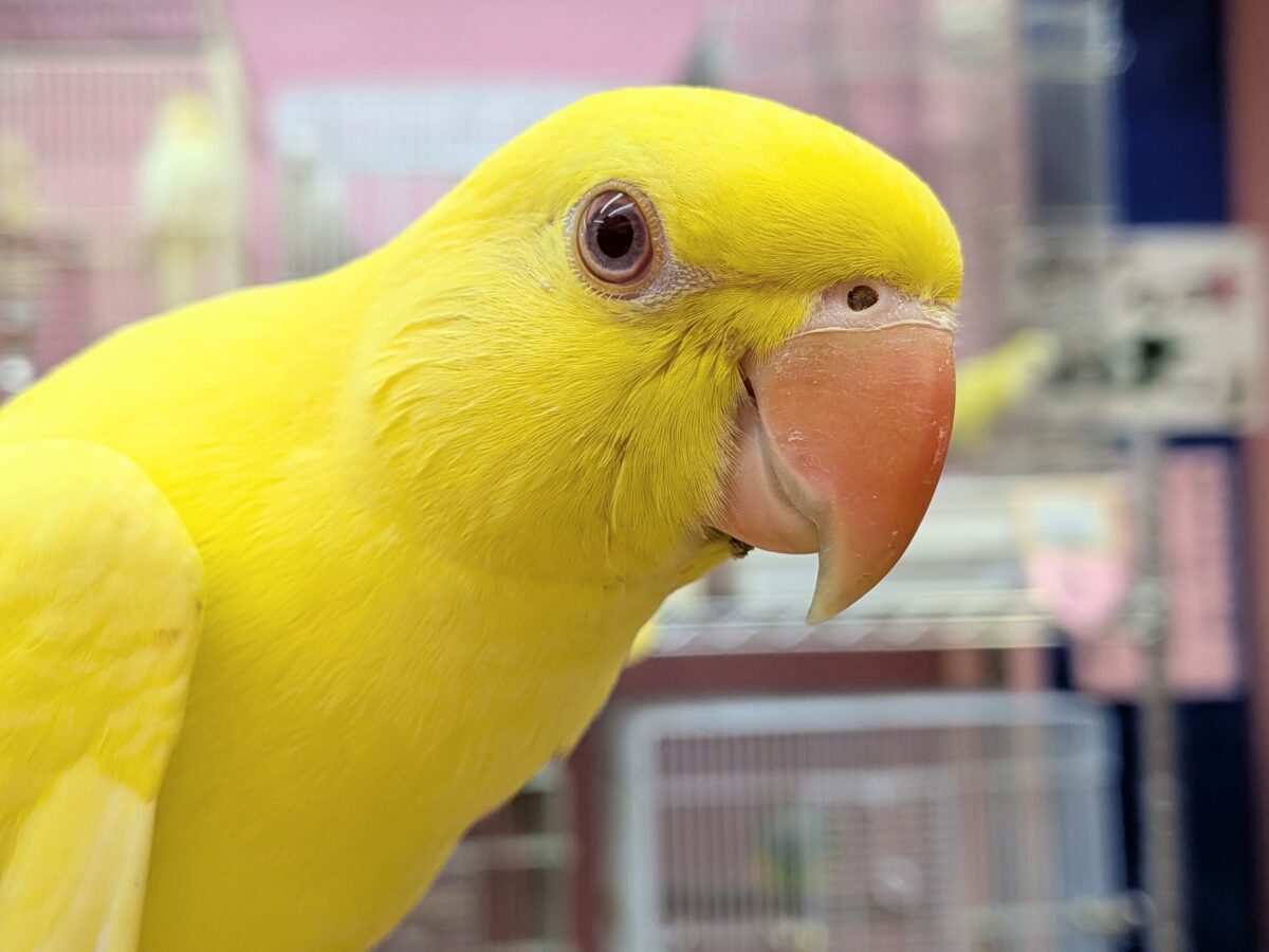 ワカケホンセイインコ（月の輪インコ）
