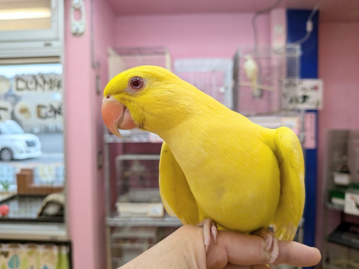 最新画像有ります😊本店久々入舎‼️イエローに輝く✨ワカケホンセイ