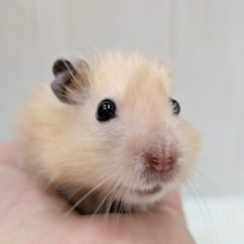 最新画像あります！輝き✨増々中！サテンハムスターさん