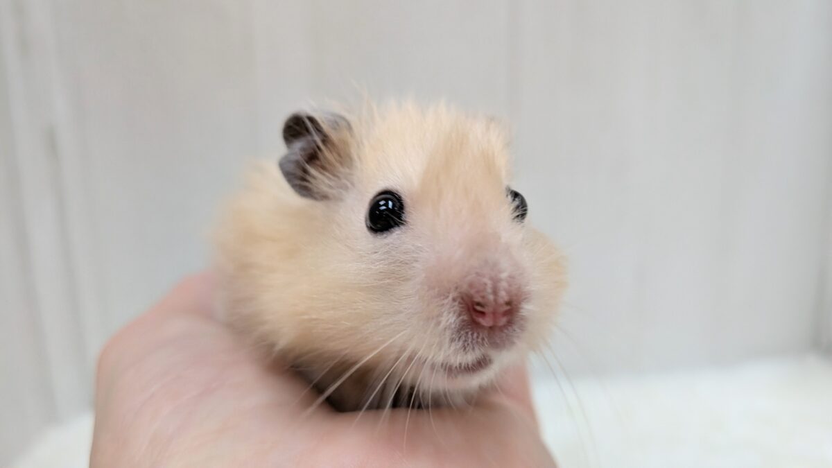 最新画像あります！輝き✨増々中！サテンハムスターさん