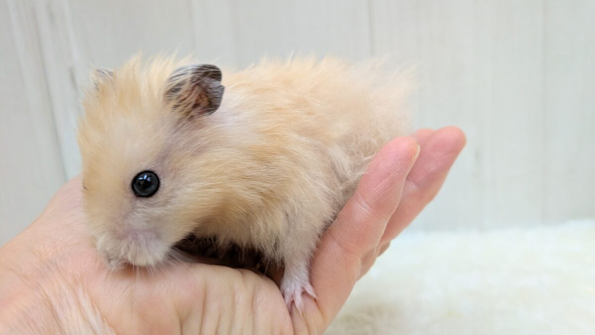 ゴールデンハムスター
