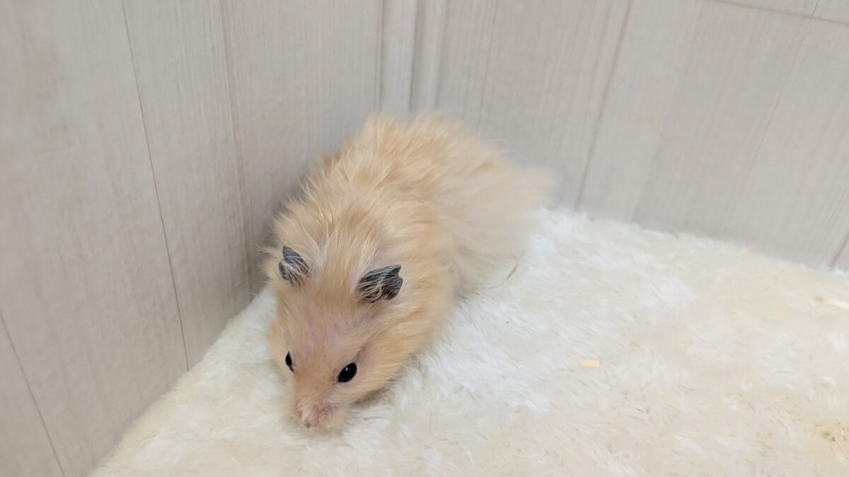 ゴールデンハムスター
