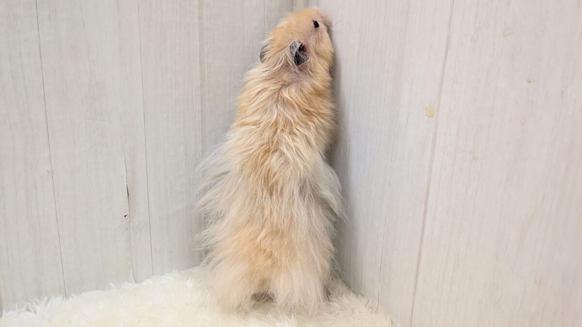 ゴールデンハムスター