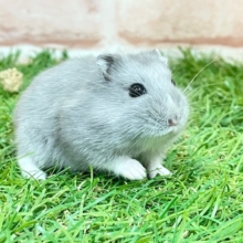 気品溢れるブルーカラー☆　ロシアンブルーハムスター♬