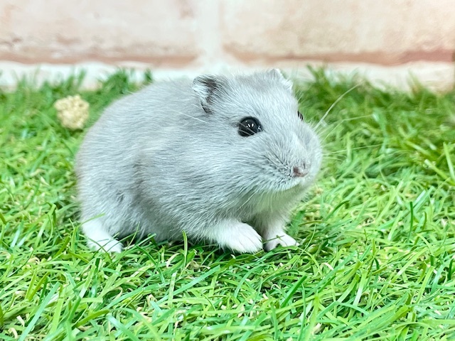 気品溢れるブルーカラー☆ ロシアンブルーハムスター♬ 気品溢れるブルーカラー☆ ロシアンブルーハムスター♬