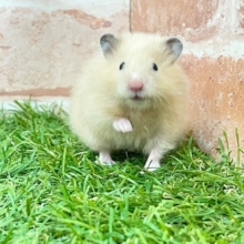 光沢のある艶やかな被毛☆　サテンハムスター♬