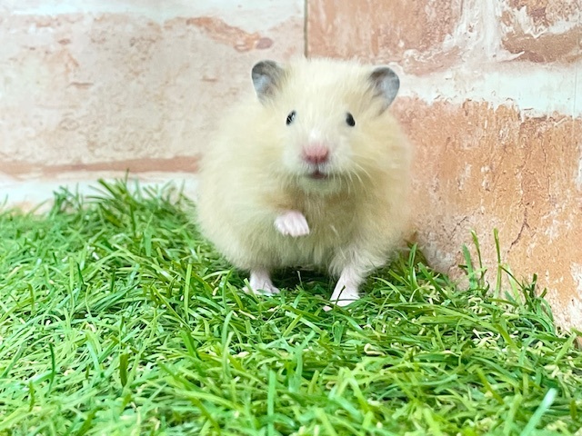 光沢のある艶やかな被毛☆ サテンハムスター♬ 光沢のある艶やかな被毛☆ サテンハムスター♬