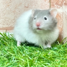 まるでグレーのパンダさん?!　ロングカラーハムスター♬