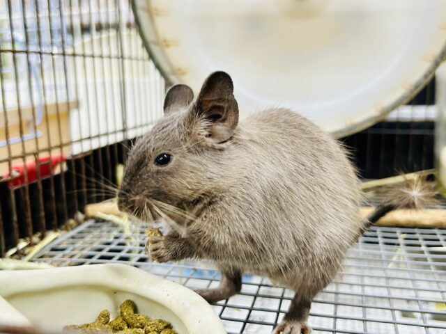 ずーっとむチューになっちゃう?? デグデグフェスティバル ずーっとむチューになっちゃう?? デグデグフェスティバル