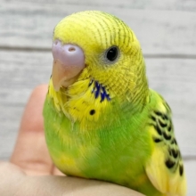 セキセイインコ（グリーンパイド）　たくましいむちむちボディ！