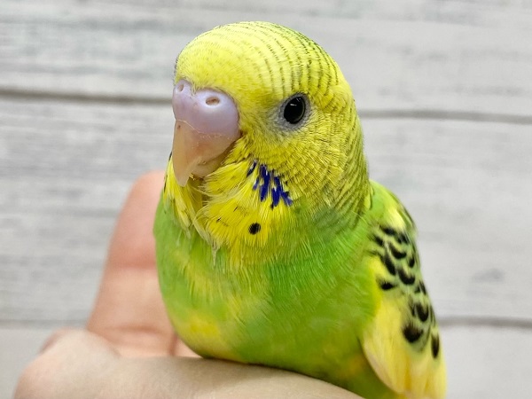セキセイインコ（グリーンパイド）　たくましいむちむちボディ！
