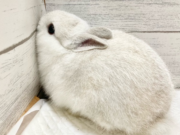 ネザーランドドワーフ