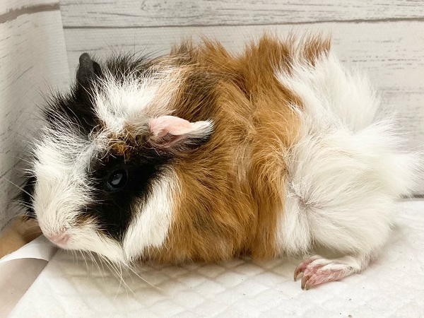 アビシニアンモルモット