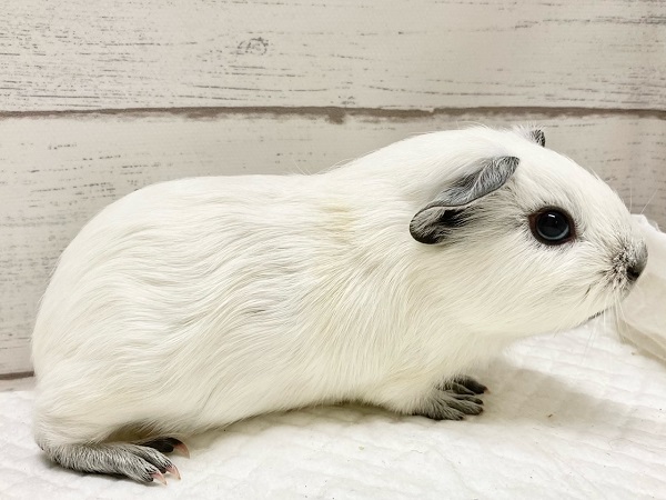 ロシアンスモークモルモット