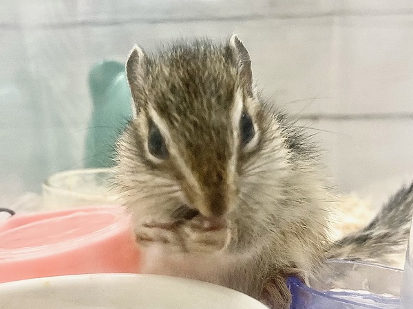 シマリス（ノーマル）