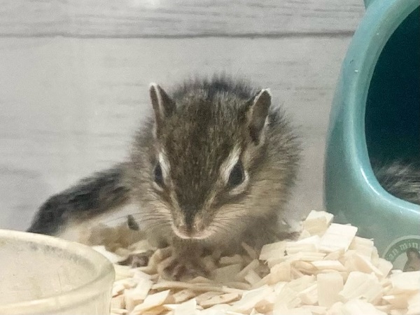 シマリス（ノーマル）