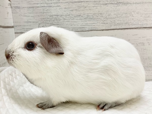 ロシアンスモークモルモット