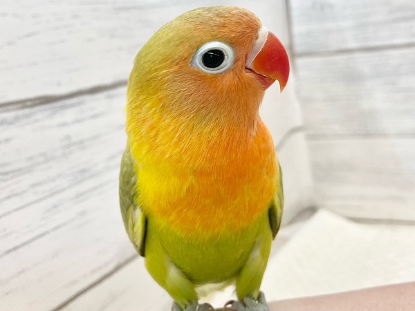 ヤマブキボタンインコ