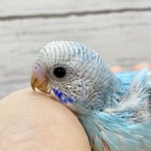 セキセイインコ（ブルースパングル）　大きなまんまるお目目がかわいいです♪
