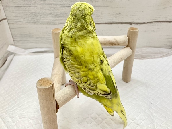 ジャンボセキセイインコ