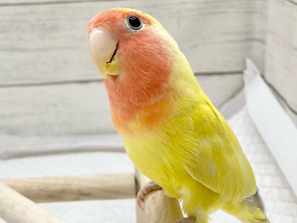 コザクラインコ（小桜インコ）