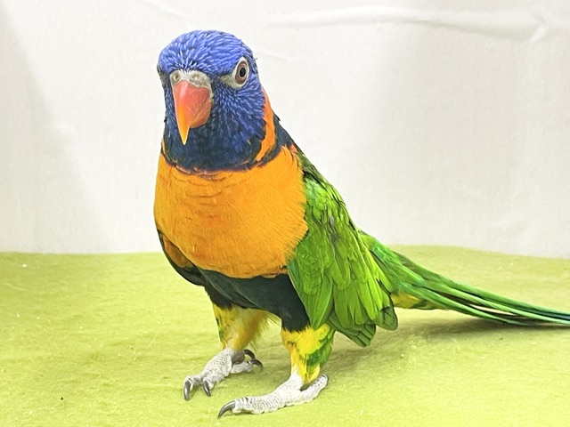☆最新画像更新☆ ボール遊び大得意です! アカエリゴシキセイガイインコ アカエリゴシキセイガイインコ