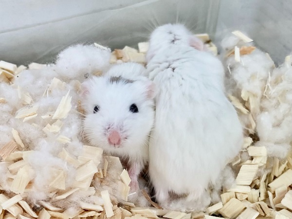 ロボロフスキーハムスター