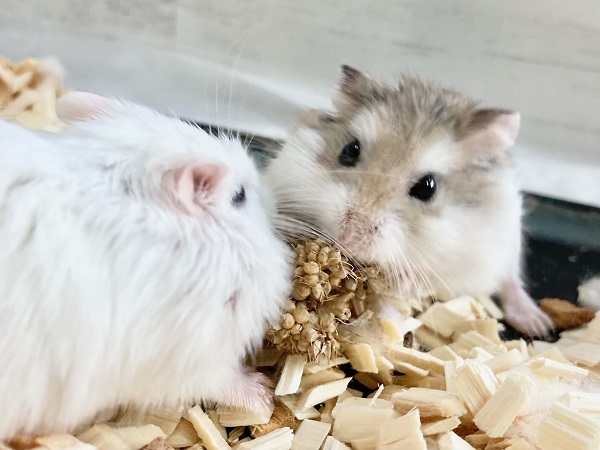 ロボロフスキーハムスター