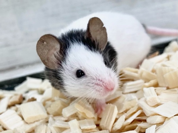 パンダマウス　男の子　ころころボディがたまらない！