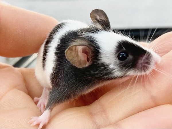 パンダマウス 女の子 個性色々♪白黒模様のネズミさんです! パンダマウス 女の子 個性色々♪白黒模様のネズミさんです!