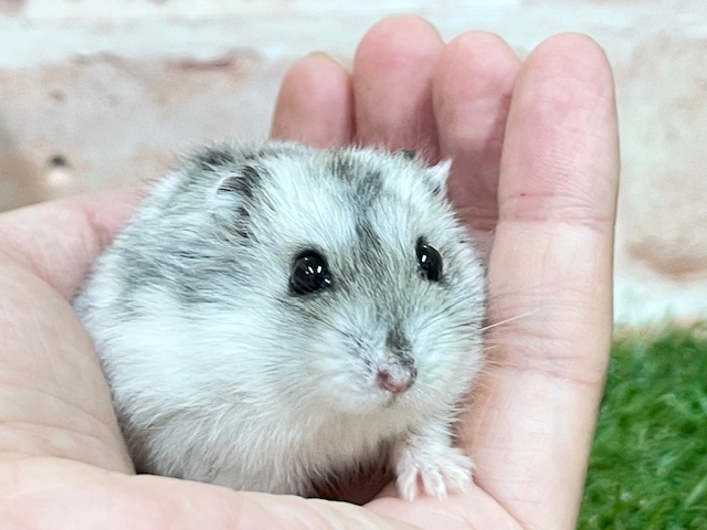 ステキな模様💖 ジャンガリアンハムスターのパイドカラー♬ ジャンガリアン