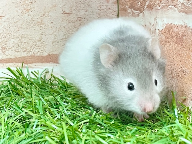 ゴールデンハムスター