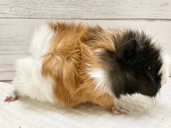 アビシニアンモルモット