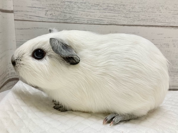 ロシアンスモークモルモット