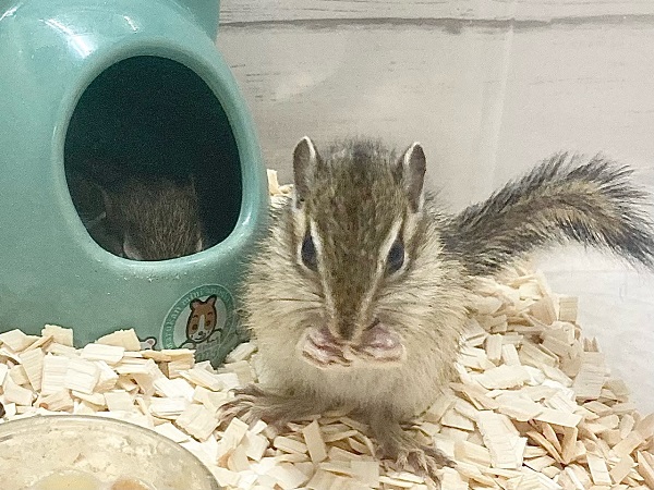 シマリス（ノーマル）